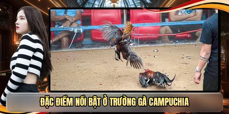 Đặc điểm nổi bật ở trường gà Campuchia