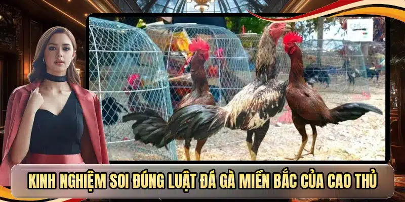 Kinh nghiệm soi đúng luật đá gà miền Bắc của cao thủ