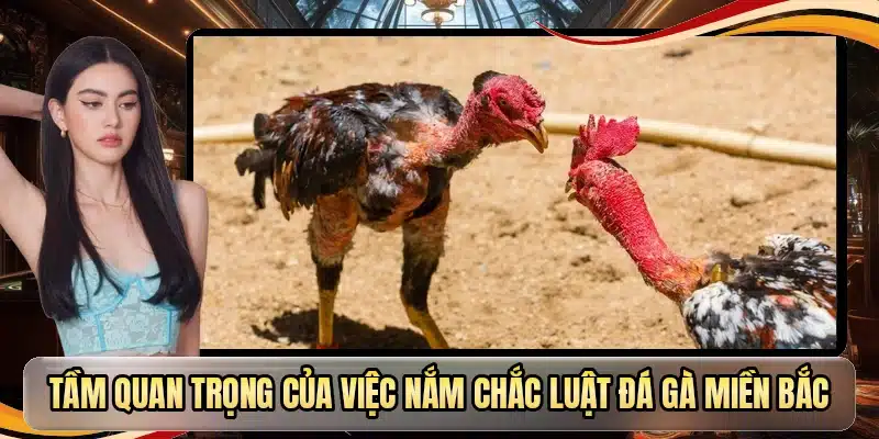 Tầm quan trọng của việc nắm chắc luật đá gà miền Bắc